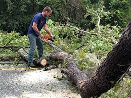 How Our Tree Care Process Works  in  Pine Hills, CA