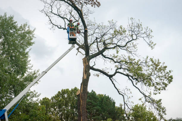 Pine Hills, CA Tree Care  Company